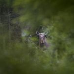 hirvi metsän siimeksessä