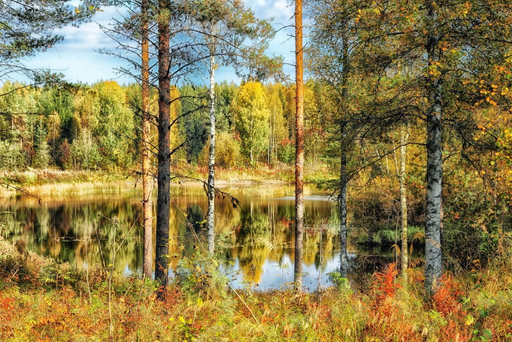metsä syksyllä