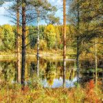 metsä syksyllä