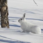 jänis talvella hangella